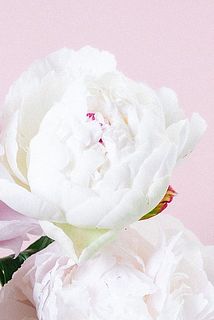 純白の芍薬「ラテンドール」