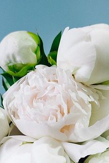 【花苗】芍薬 ラテンドール★新芽たくさん付き★ ホワイト　八重咲 花苗】芍薬 ラテンドール☆新芽たくさん付き☆ ホワイト 八重咲