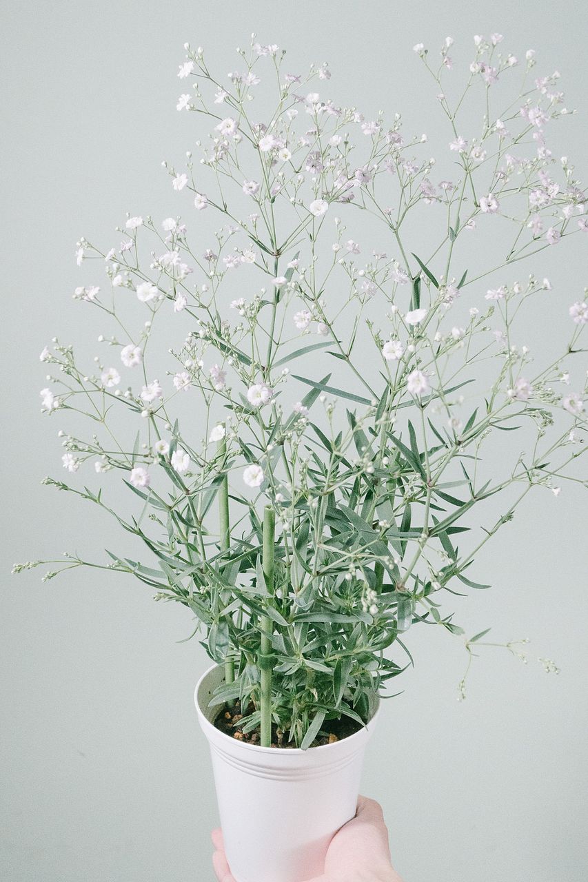 ナチュラルピンクのかすみ草の鉢