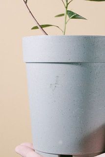 鉢に汚れがついていることがございます。気になる場合は拭き取ってください。