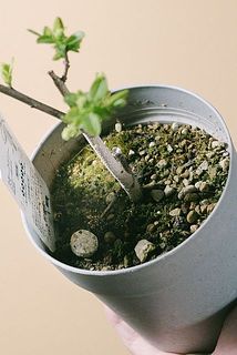 一部苔や雑草が生えていることがあります。