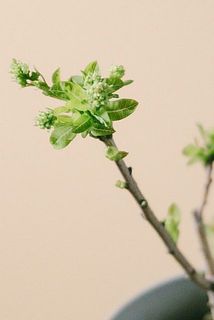 花芽がついていることも。