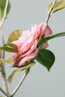 咲いているお花は一部変色していることがございます。ご了承ください。