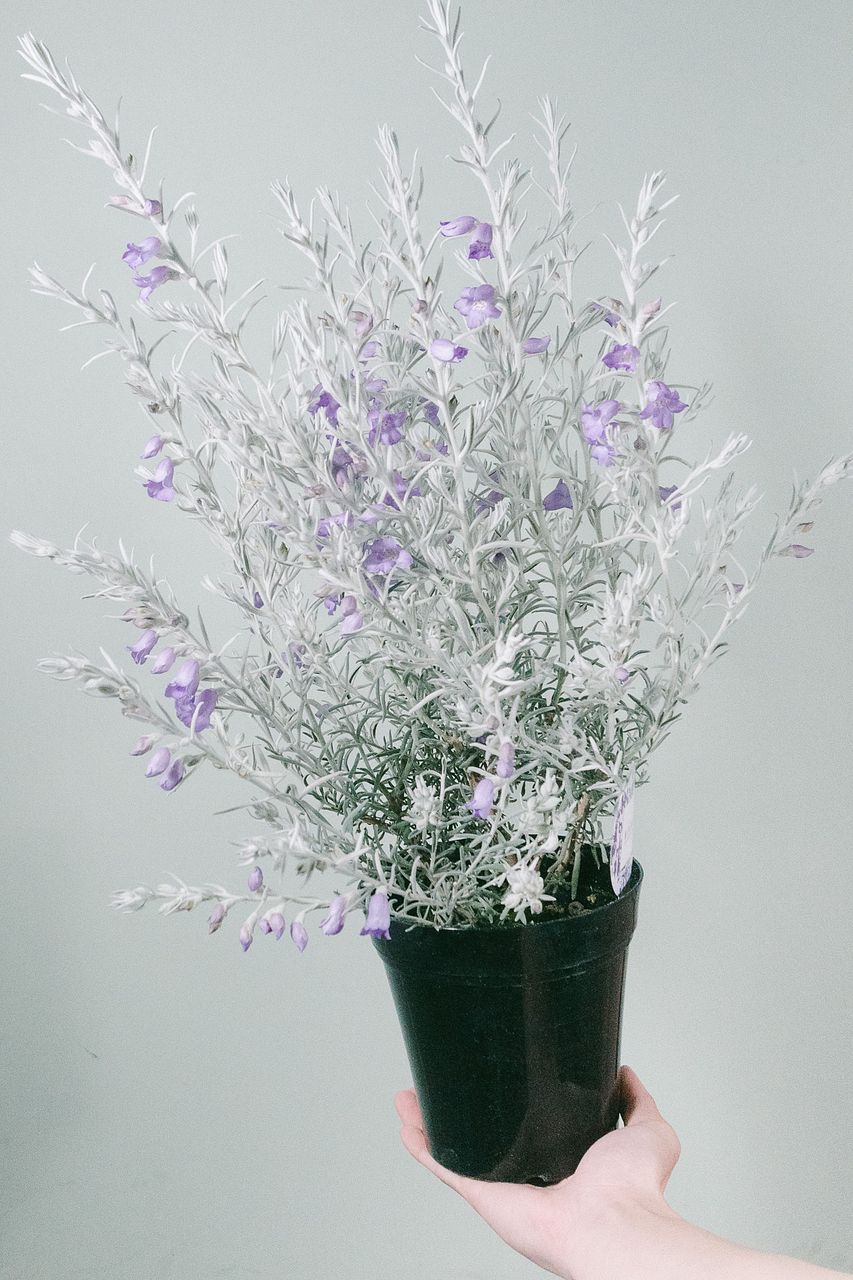 PRIMAVERA シルベリーフィー 他まとめて31本、全て開封すみです。 シルバーリーフのエレモフィラ