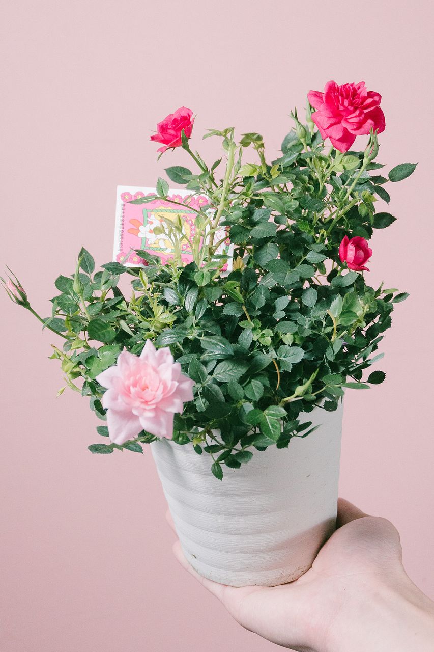 ミニバラ「キャンディキャンディー」