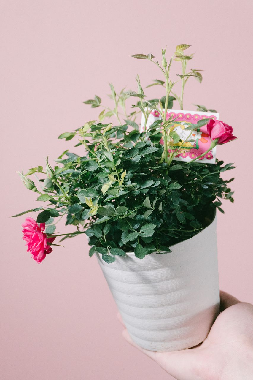 ミニバラ「キャンディキャンディー」