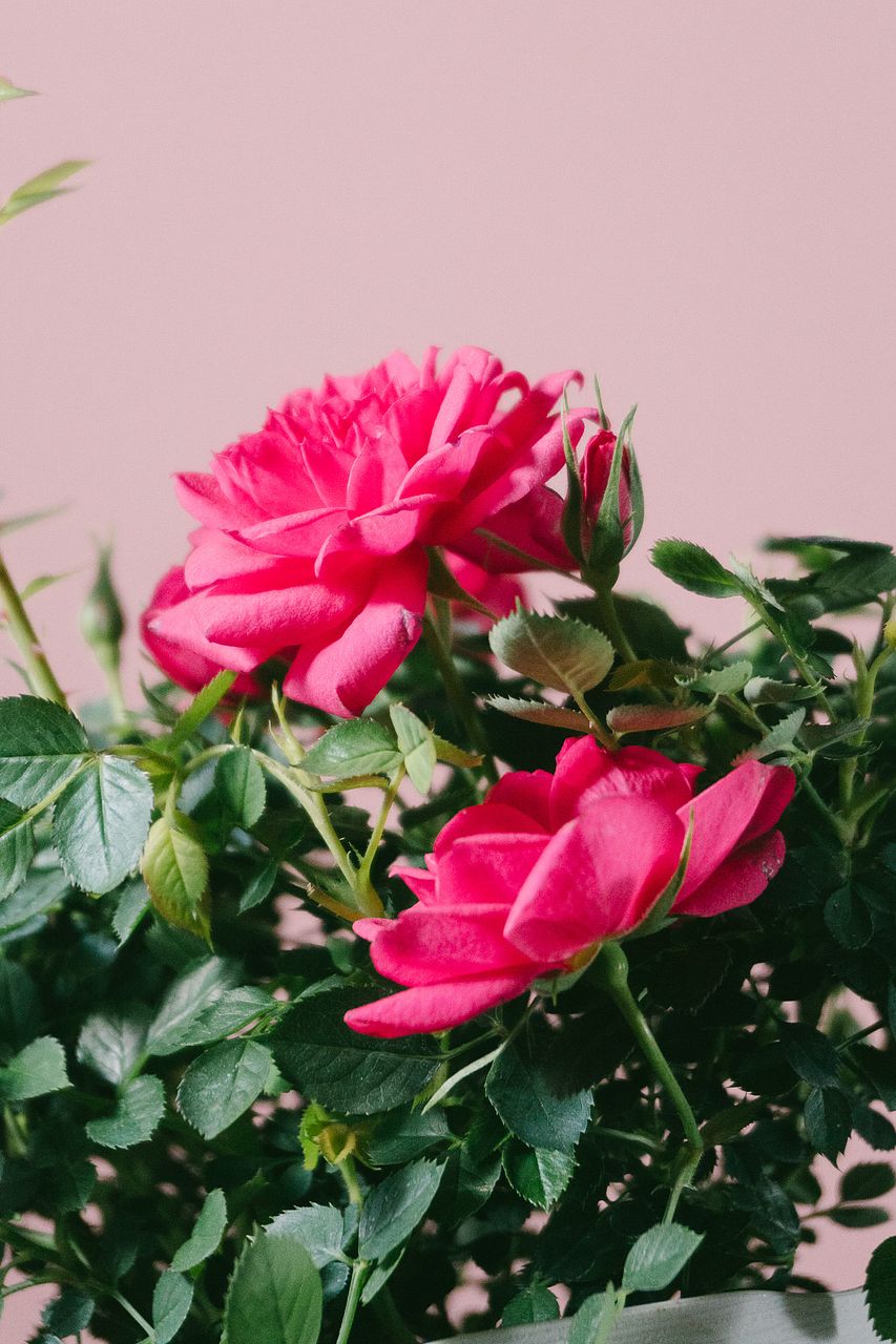 ミニバラ「キャンディキャンディー」