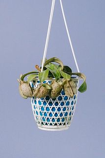 捕食袋の大きさや、つき具合にも個体差がございます。