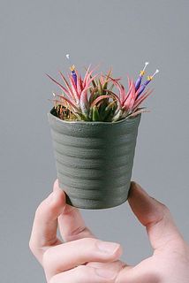 形、花付きには個体差がございます。