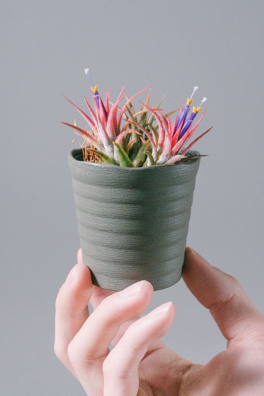 ポット入りチランドシア「イオナンタ」