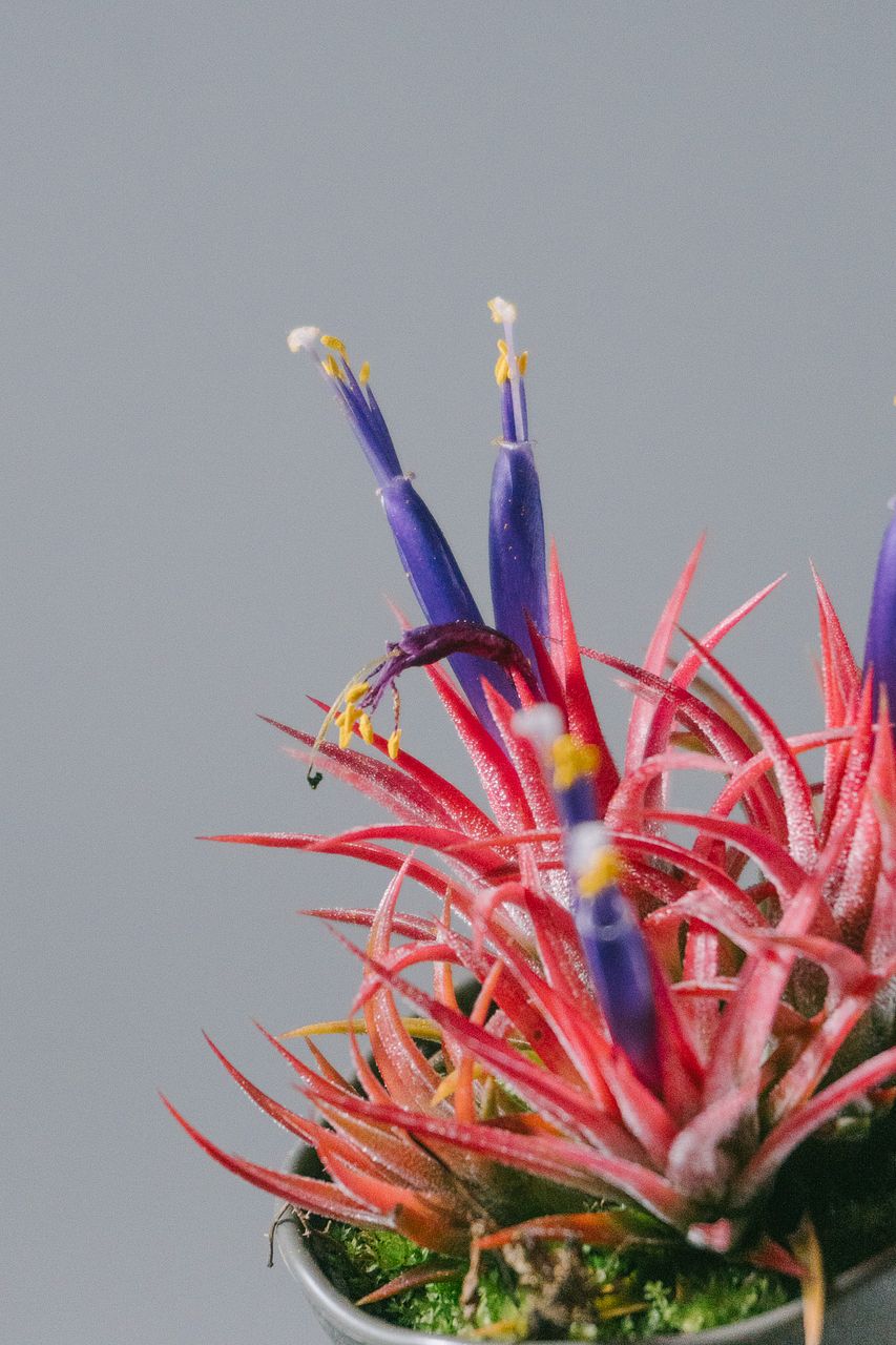 ポット入りチランドシア「イオナンタ」