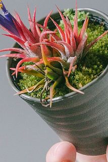 茶色の糸や枝のようなものは根っこになります。