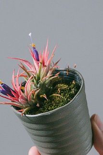 他の住人がいることも👀