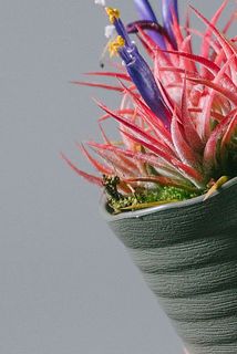 一部、変色している葉がある場合がございます。