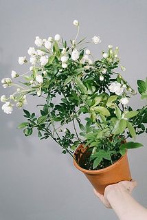 形や咲き方には個体差がございます。