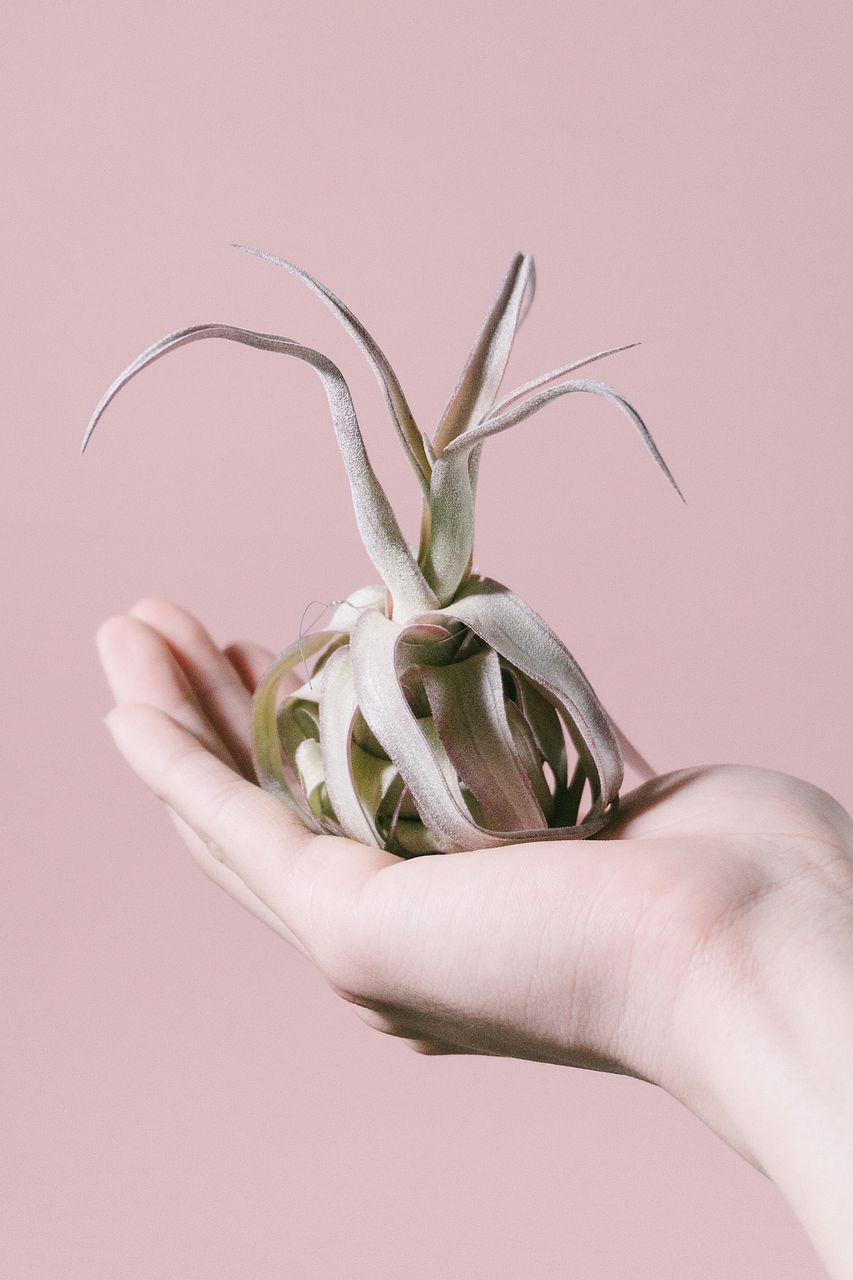 チランジア チアペンシス×コンカラー×ストレプトフィラ レッド