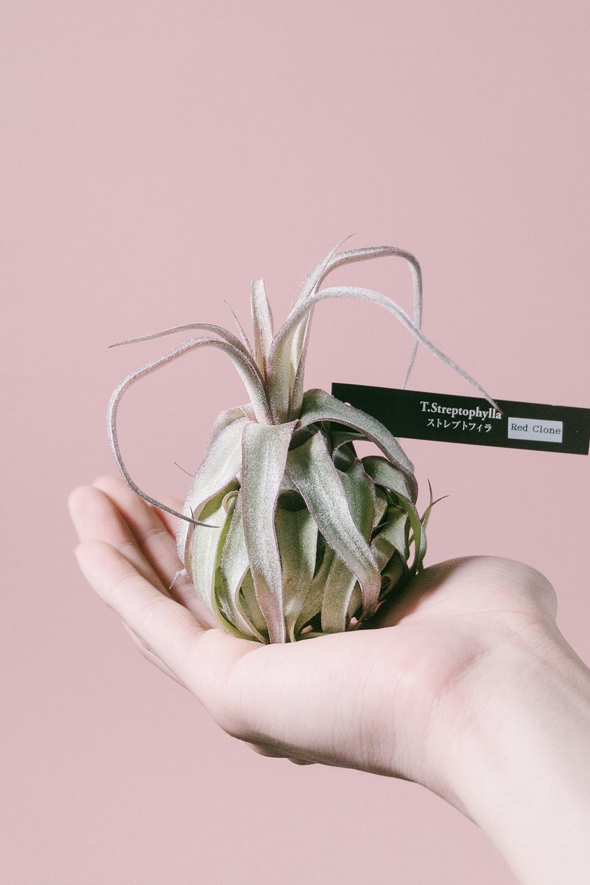 チランジア チアペンシス×コンカラー×ストレプトフィラ レッド♡ チランジア チアペンシス×コンカラー×ストレプトフィラ レッド