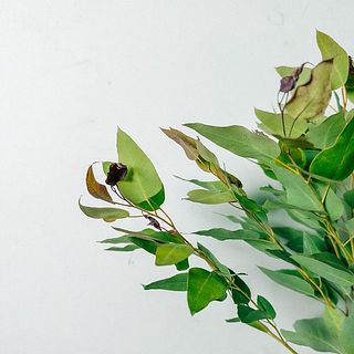 ユーカリの新芽が黒くなってる事があります。カットしてください🙇‍♀️