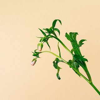 俯きがちに咲く特性があります。