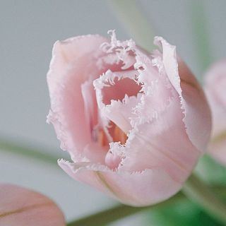 花びらのギザギザがおしゃれなフリンジ咲きです。
