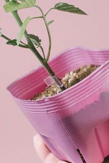 接木部分を守っている留め具は、外さないでね！