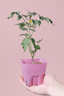 形には個体差があります。