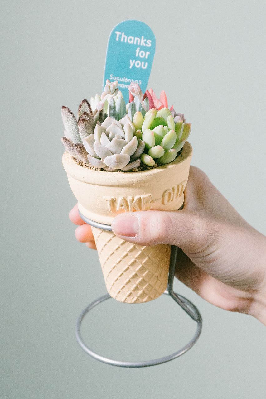 コーンカップの多肉寄せ植え