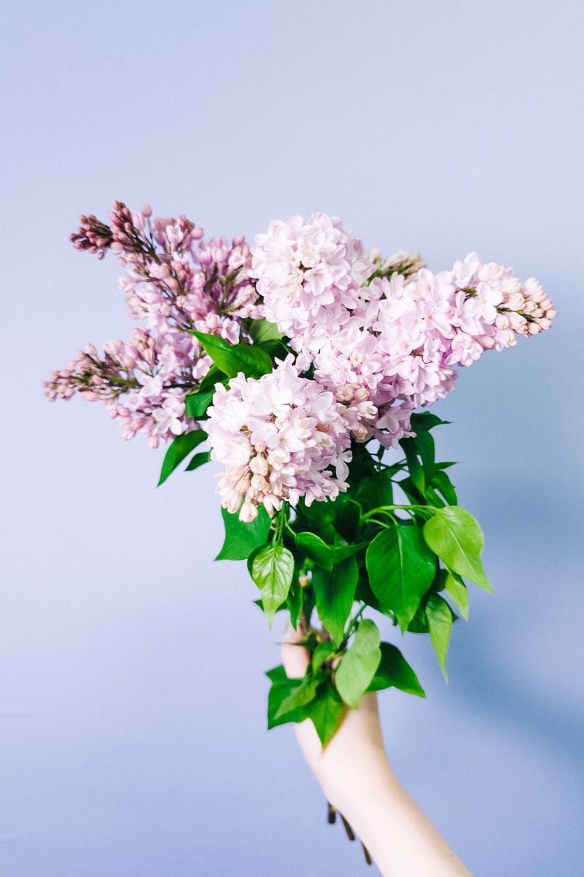 国産ライラック