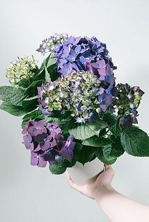 形、花付きには個体差があります。