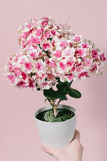 形、花付きには個体差があります。