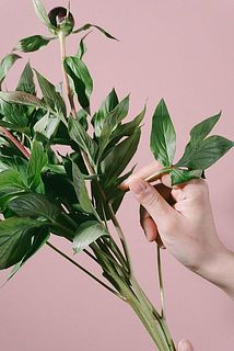 上の方についている葉を取り除いてあげるとお花が開花しやすくなります。