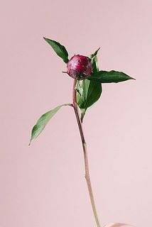 上から２〜３枚葉が残る程度まで落として頂いて問題ありません。