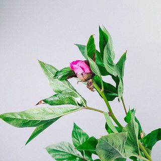 葉は一部変色しているものがございます。ご了承ください。