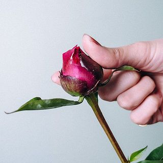 つぼみをほぐすように揉んであげると開花しやすくなります。※写真は別の品種です