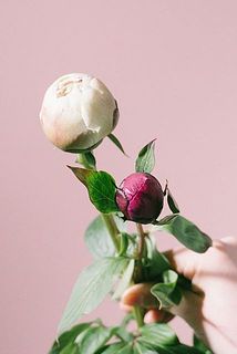 「さつき」は小ぶりなサイズの品種です（ラテンドールとの比較）