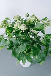 蕾の状態でお届けする場合もございます