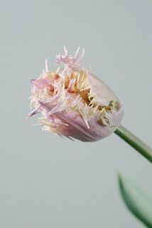 フリンジの大きいのが特徴的