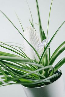 お花が咲いていることも！