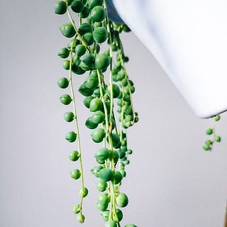 つぶつぶの葉がかわいい💚