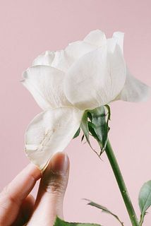 外側の花びらは、お花を守るためについています。傷や汚れが気になるときは、そっと取りのぞいてみてください