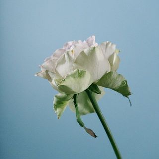バラが入っていた場合： 外側の花びらは内側の花びらを守る鎧のような役割として、あえて傷はそのままの状態でお届けします。気になる場合は優しく取り除いてください。