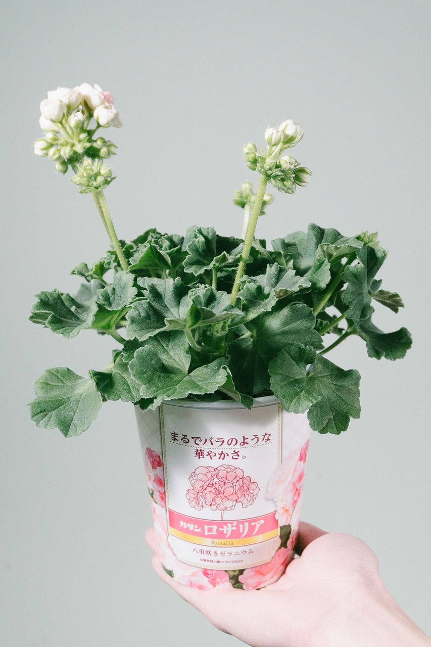 ラナンキュラス咲ゼラニウム 新品種激レア品種ゼラニウム希少品種