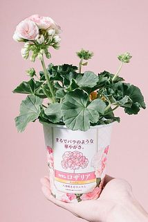 形には個体差があります。