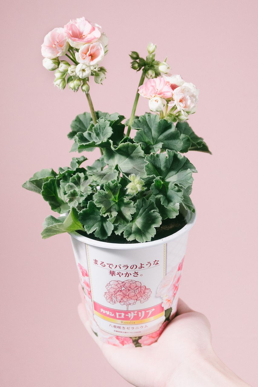 バラのようなゼラニウム「ロザリア」