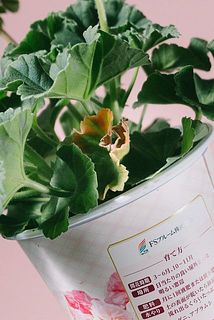 日に当たらない部分の葉は一部、変色している葉がある場合がございます。やさしく取り除いてあげましょう。