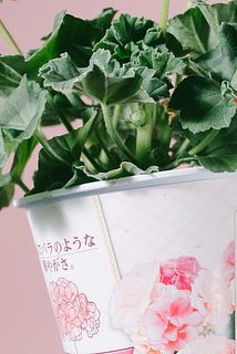 一部、鉢に汚れがある場合がございます。