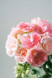 開花後の花は一部、変色している場合がございます。