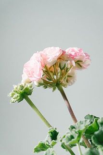 先終わりの花は優しく摘みとってあげましょう。次の蕾が咲きやすくなります。