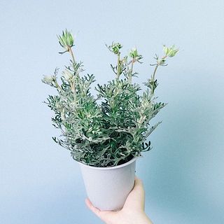 蕾たっぷりの鉢も届くことがあります。