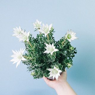 星のような咲き方がかわいい⭐️